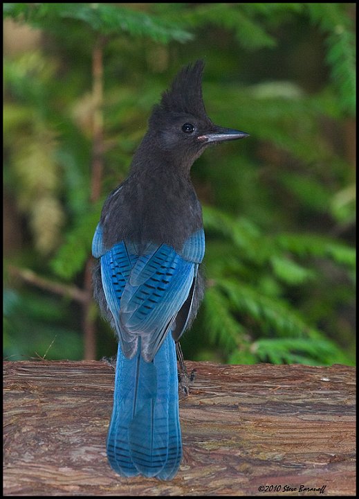 _0SB6263 stellers jay.jpg